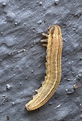 Tenthredopsis litterata