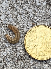 Tenthredopsis litterata