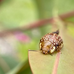 Paropsis ornata