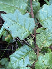 Chorilaena quercifolia