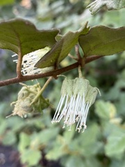 Chorilaena quercifolia
