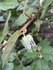 Chorilaena quercifolia