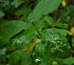 Phytomyza aprilina