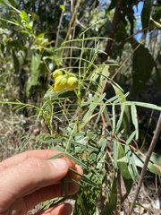 Senna aciphylla