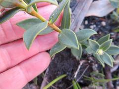 Liparia splendens comantha