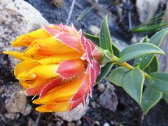 Liparia splendens comantha
