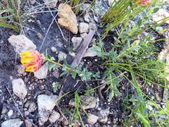 Liparia splendens comantha