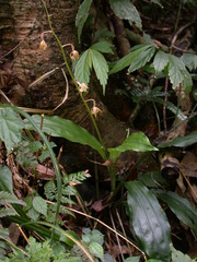 Calanthe graciliflora