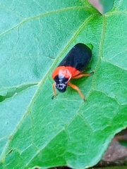 Phymatostetha deschampsi