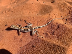 Ctenophorus maculatus