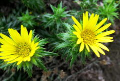 Cullumia carlinoides