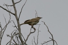 Cincloramphus mathewsi