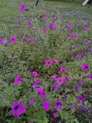 Petunia integrifolia
