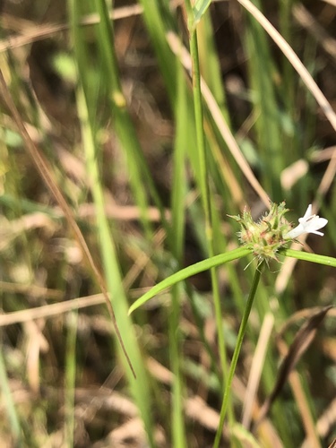 Hedyotis pinifolia observed 2021-09-18