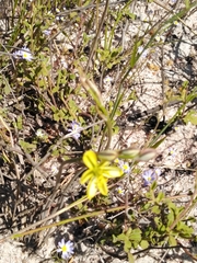 Albuca suaveolens