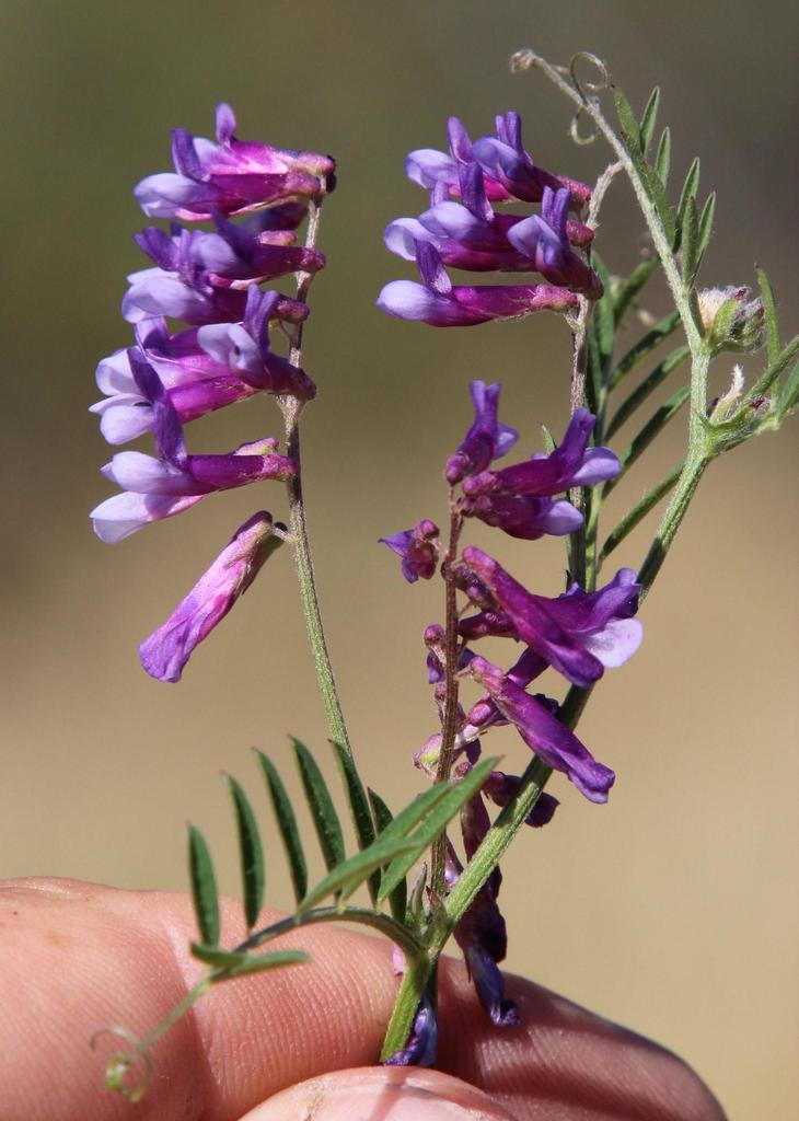 Woolly Pod Vetch