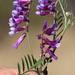 Woolly Pod Vetch - Photo (c) Tony Rebelo, some rights reserved (CC BY-SA), uploaded by Tony Rebelo