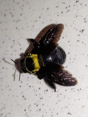 Xylocopa ghilianii