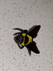 Xylocopa ghilianii