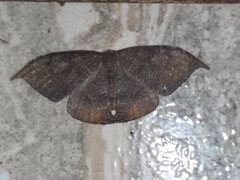 Coelurotricha curvilinea