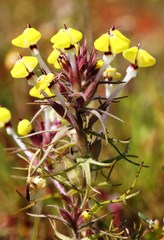 Triphysaria eriantha