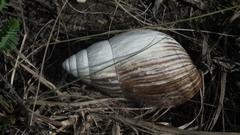Achatinidae