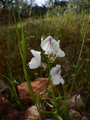 Misopates calycinum