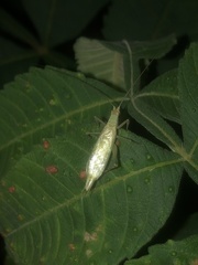 Oecanthus longicauda
