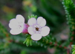 Euchaetis albertiniana