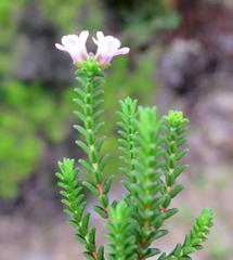 Euchaetis albertiniana