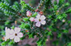 Euchaetis albertiniana