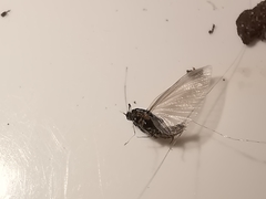 Caenis macrura