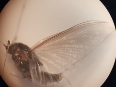 Caenis macrura