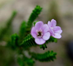 Euchaetis albertiniana