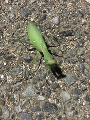 Hierodula patellifera patellifera