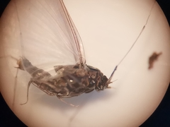 Caenis macrura