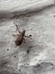 Sciaphobus squalidus