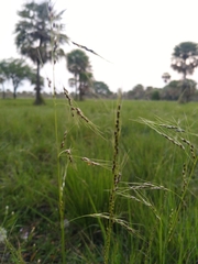 Piptochaetium fimbriatum