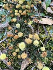 Acacia aculeatissima