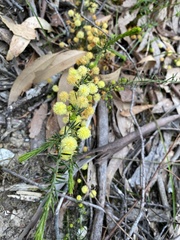 Acacia aculeatissima