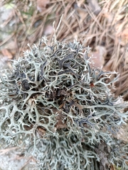 Pseudevernia furfuracea