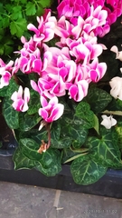 Cyclamen persicum