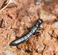 Thyreocephalus