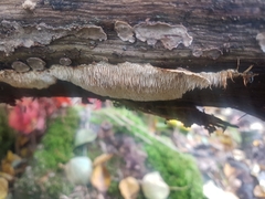 Dentipellis fragilis