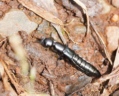 Thyreocephalus