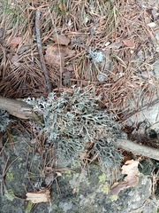 Pseudevernia furfuracea