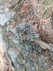 Pseudevernia furfuracea