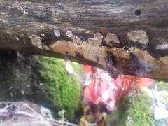 Dentipellis fragilis