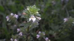 Euphrasia wettsteinii