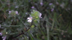 Euphrasia wettsteinii